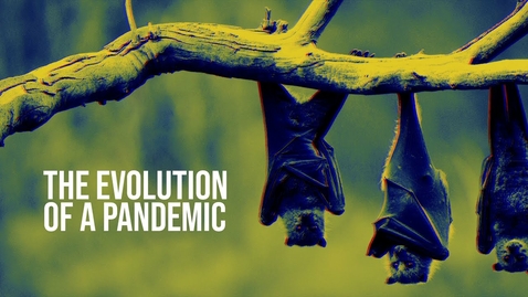 Thumbnail for entry The evolution of a pandemic