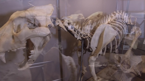 Thumbnail for MUSEO DIDATTICO DI MEDICINA VETERINARIA