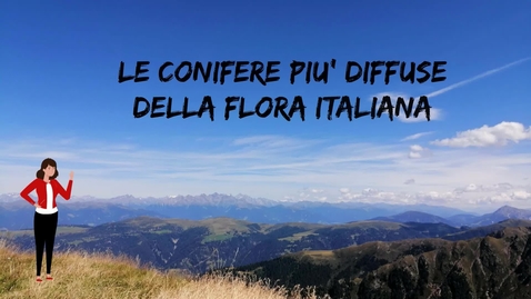 Thumbnail for entry 2 - Le conifere più diffuse della flora italiana - cono maschile