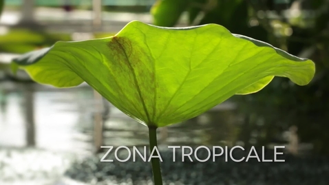 Thumbnail for La serra Tropicale del Giardino della Biodiversità