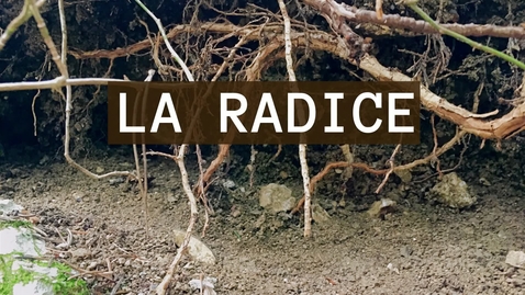 Thumbnail for entry LA RADICE 3 - Radici aeree e radici acquatiche
