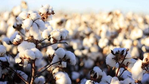 Thumbnail for entry Biotechnologies in cotton production