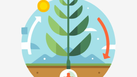 Thumbnail for Carbon sequestration in plants