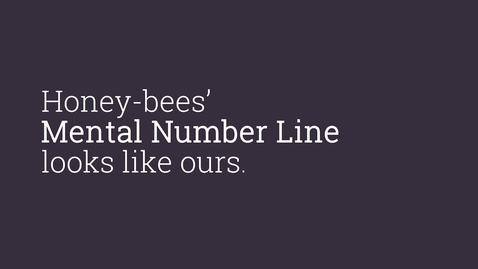 Thumbnail for entry Bees have a mental number line