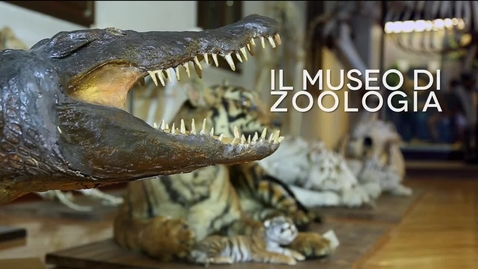 Thumbnail for entry Museo di Zoologia