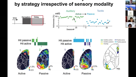 Thumbnail for entry Brain dynamics related to short-term memory and learning