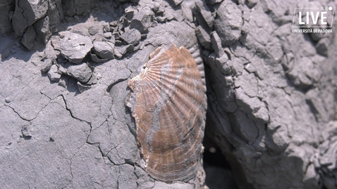 Thumbnail for entry Una giornata alla ricerca dei fossili insieme ai paleontologi dell'università di Padova
