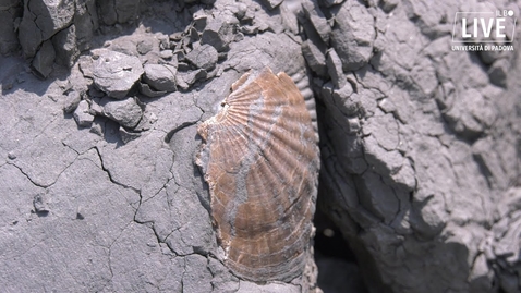 Thumbnail for Una giornata alla ricerca dei fossili insieme ai paleontologi dell'università di Padova