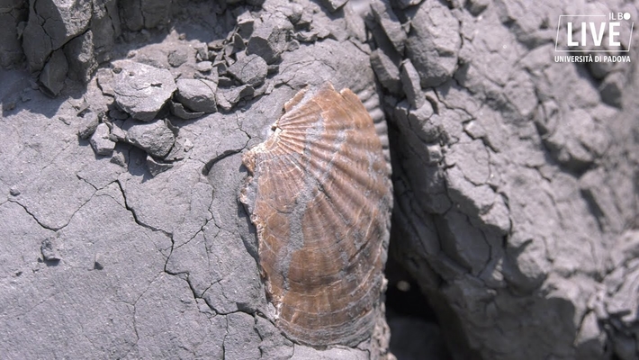 Una giornata alla ricerca dei fossili insieme ai paleontologi dell'università di Padova