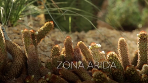 Thumbnail for La serra Arida del Giardino della Biodiversità