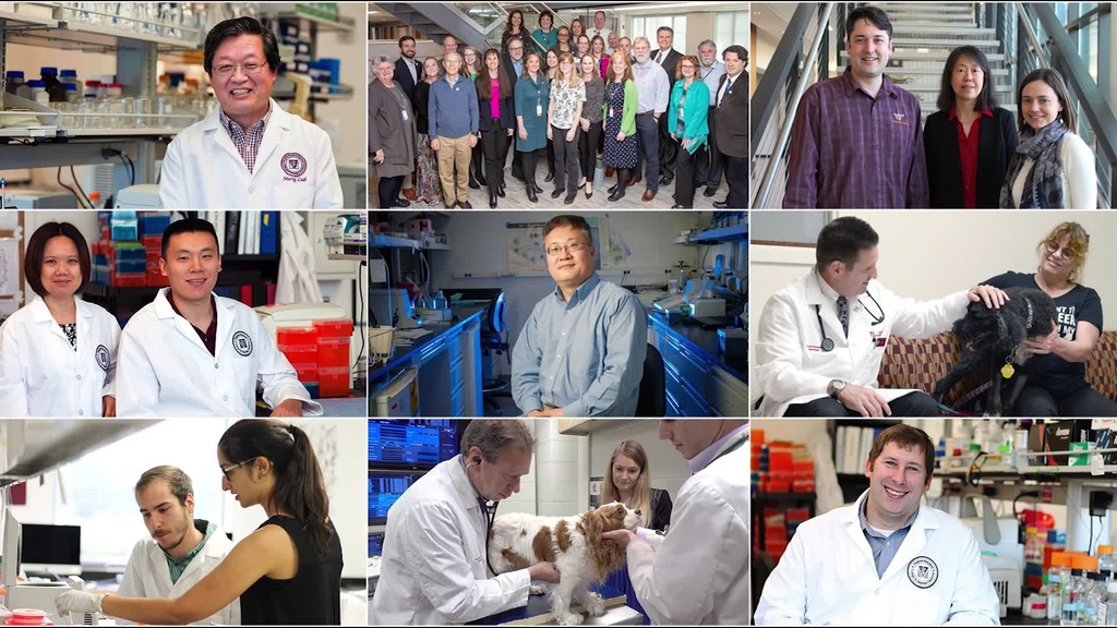 Virginia-Maryland College of Veterinary Medicine: 2019 in Review