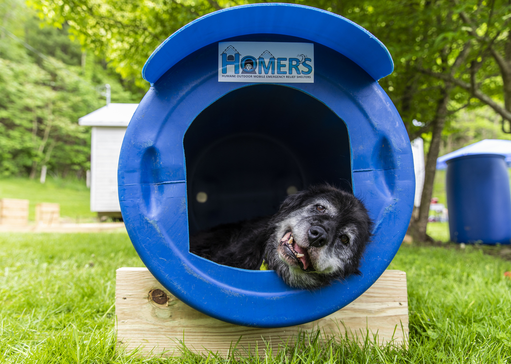 Virginia Tech veterinarians and technicians build emergency relief shelters for local dogs in crisis