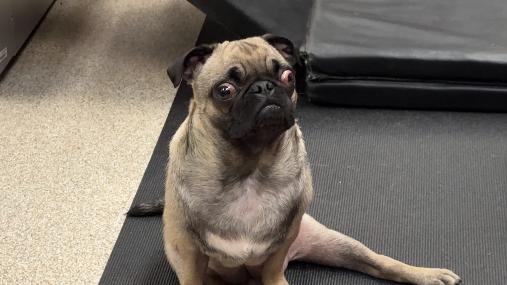 Cleared for Takeoff: Maverick the Pug soars after treatment at Veterinary Teaching Hospital