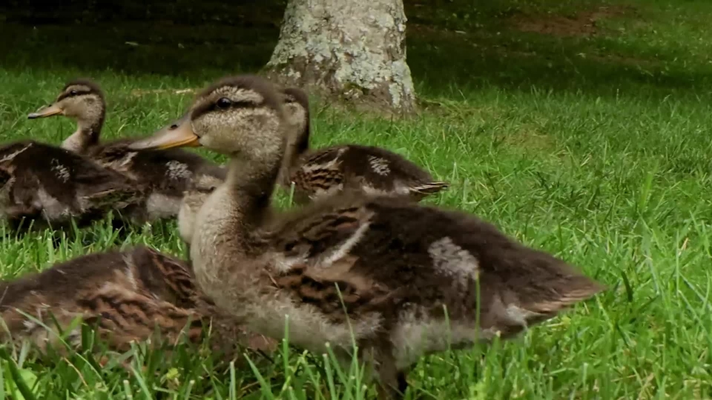 The Duck Pond welcomes a new generation
