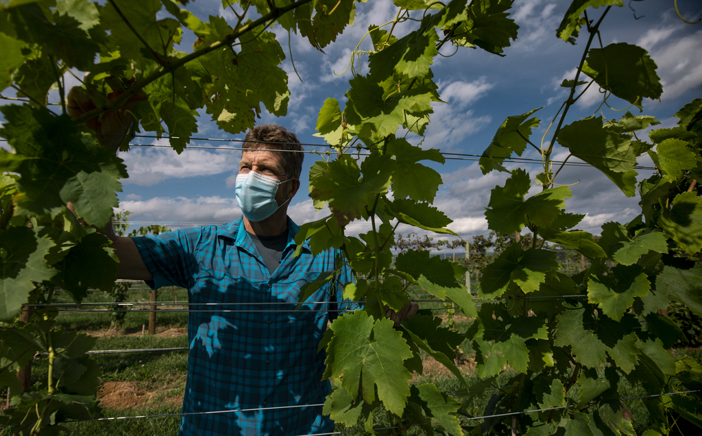 Viticulture research helps better serve Virginia's wine industry