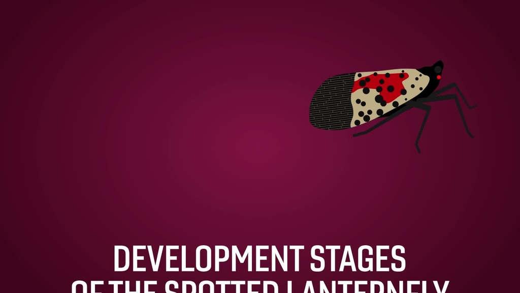 Spotting the highly invasive spotted lanternfly