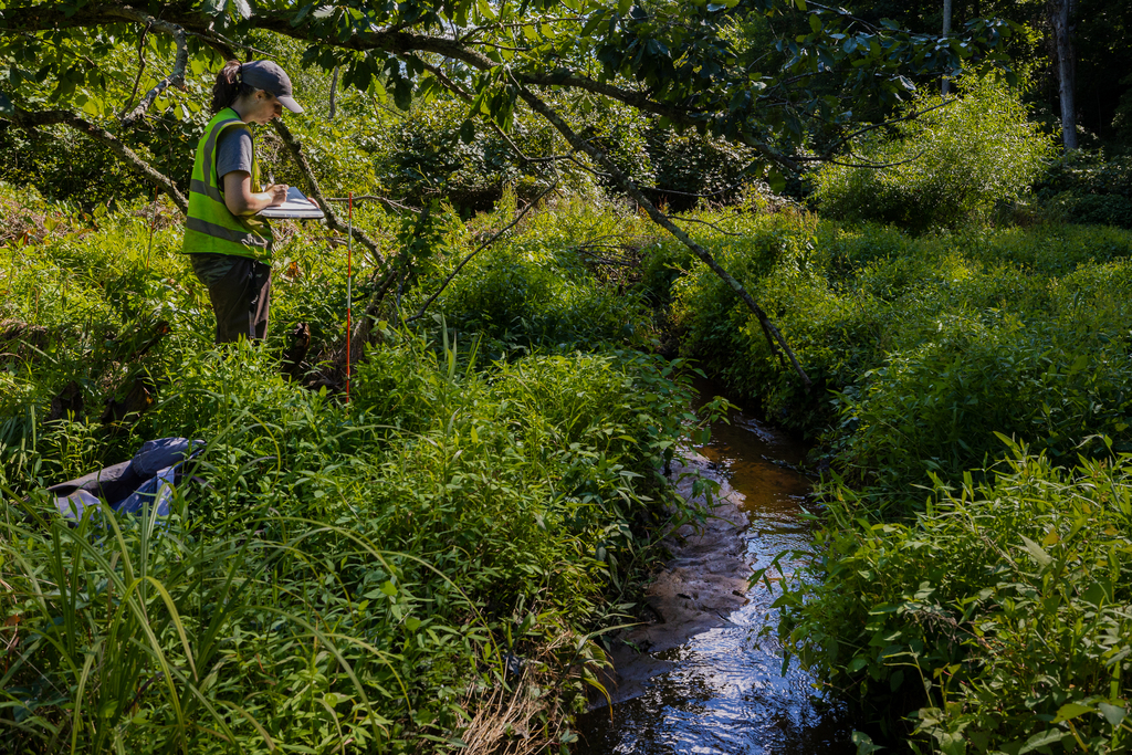 Tracking invasive plant species in the Chesapeake Bay watershed