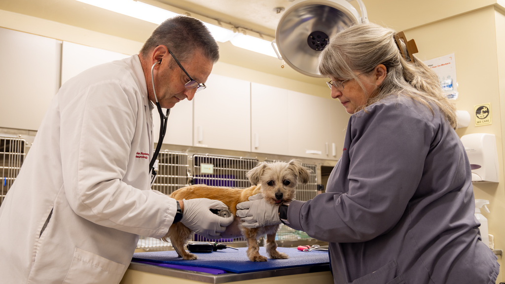 Virginia Tech researcher studies commonalties of canine and human brain cancer