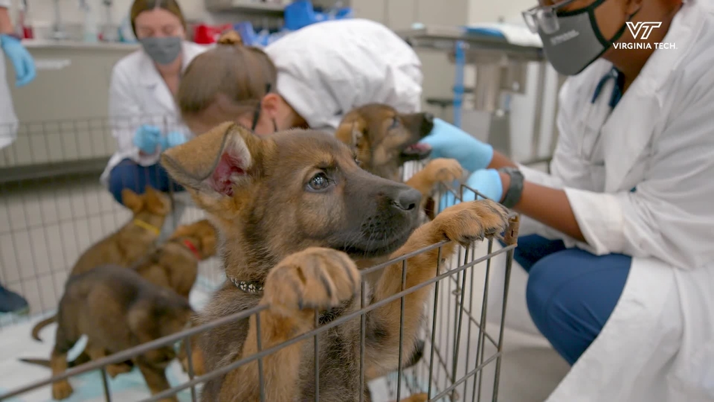 A "Puppy Palooza" at Virginia Tech veterinary college