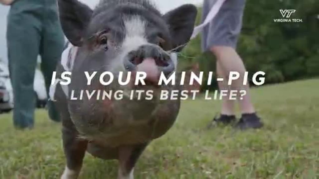 Calling all mini pig parents!