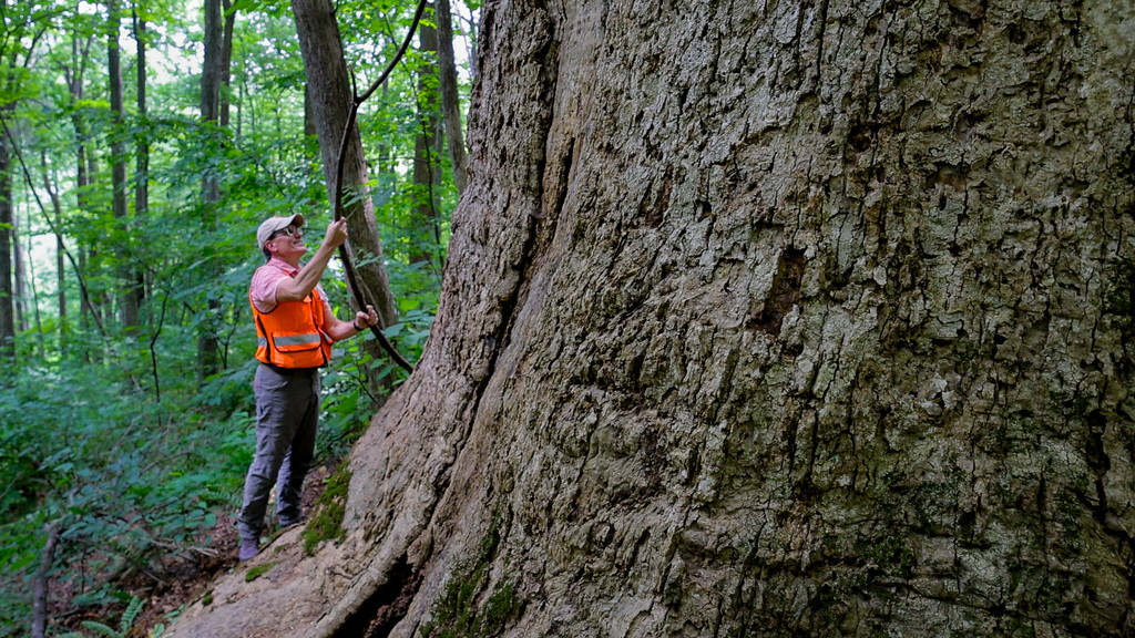 Tracking the biggest trees in Virginia