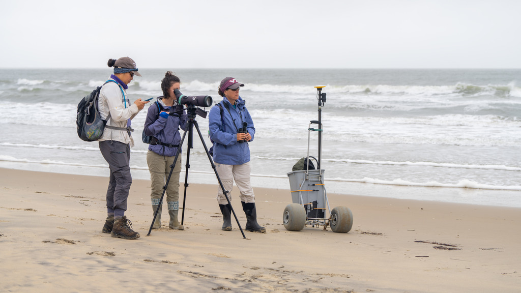 NASA coastal stabilization study on imperiled shorebirds