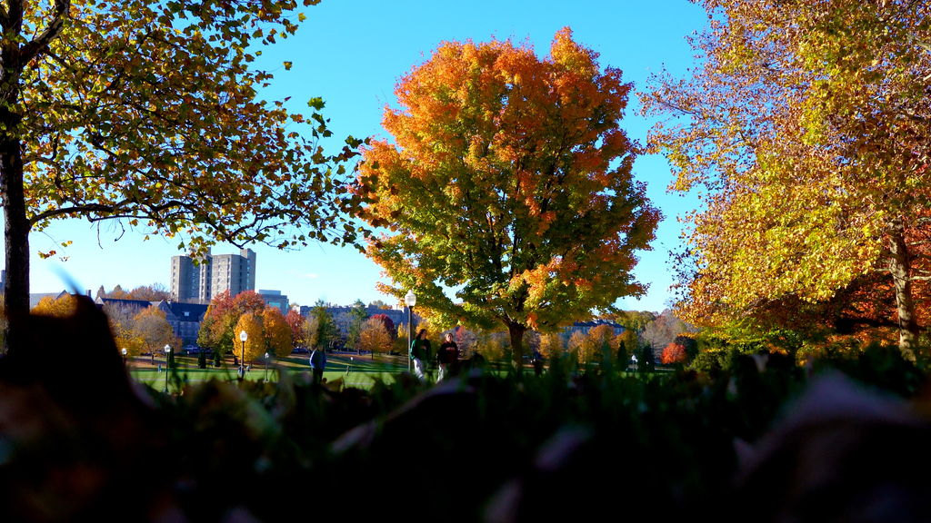 Vibrant fall foliage at its peak on Virginia Tech's campus