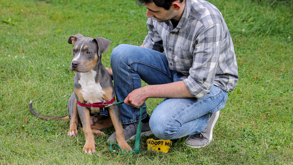 Making shelter dogs more adoptable