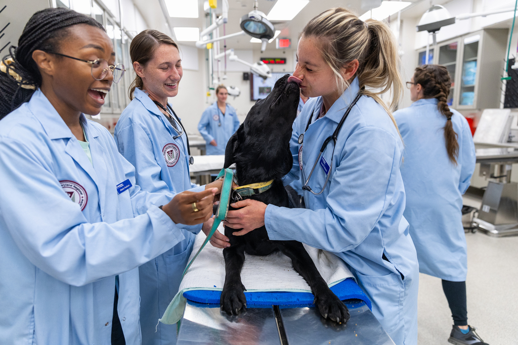 Hands-on learning: Animal Instructors Program bridges community and veterinary education