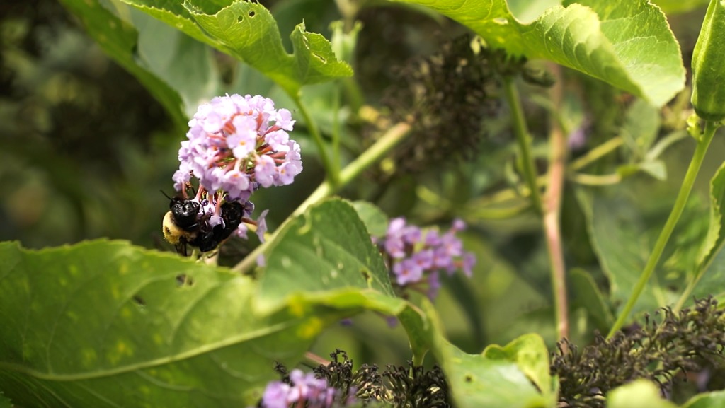 Researching pollinators in Hampton Roads