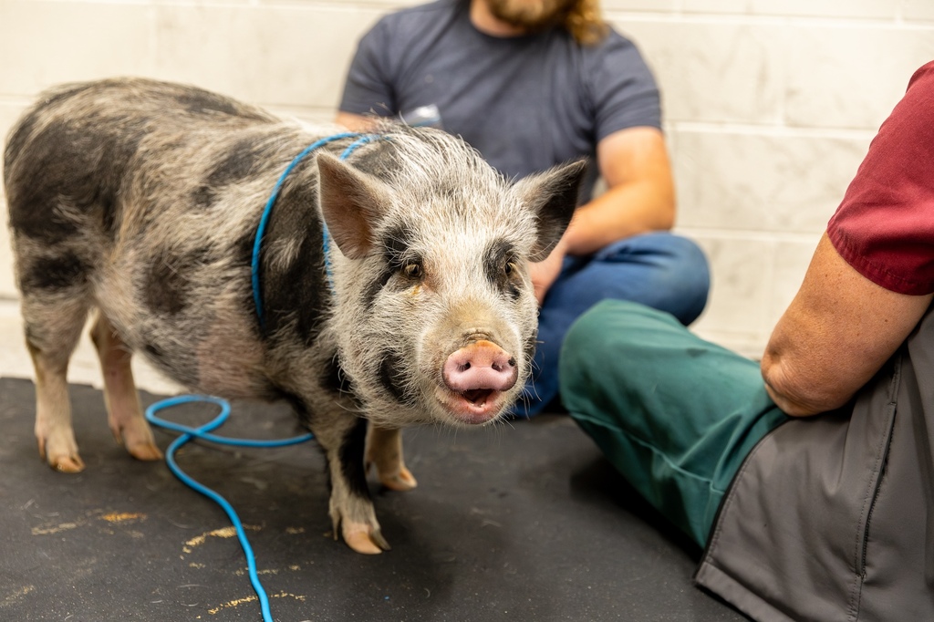 VMCVM Large Animal Clinical Sciences Welcomes Oreo the Pig