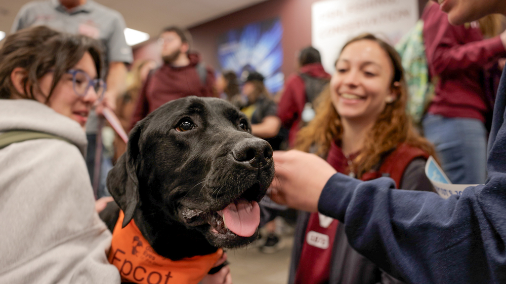 Let's pawty! Virginia Tech celebrates therapy dog's birthday