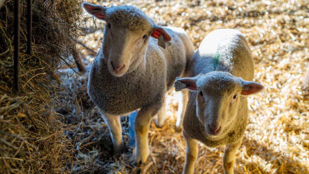 Morning routine at Virginia Tech's sheep center