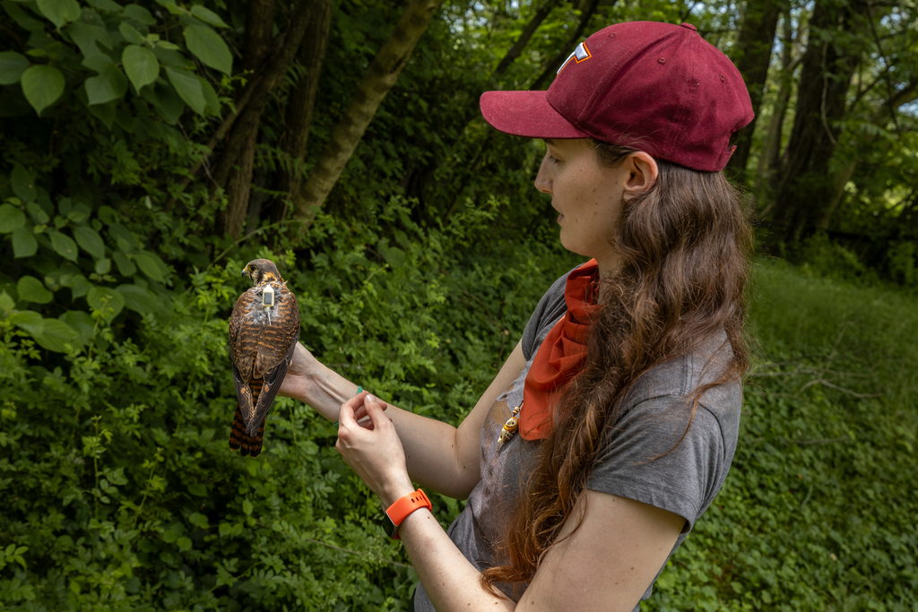 Tracking kestrels in Northern Virginia