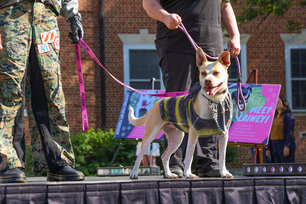 Where Creativity Meets Cause: Students and Shelter Dogs Share the Runway