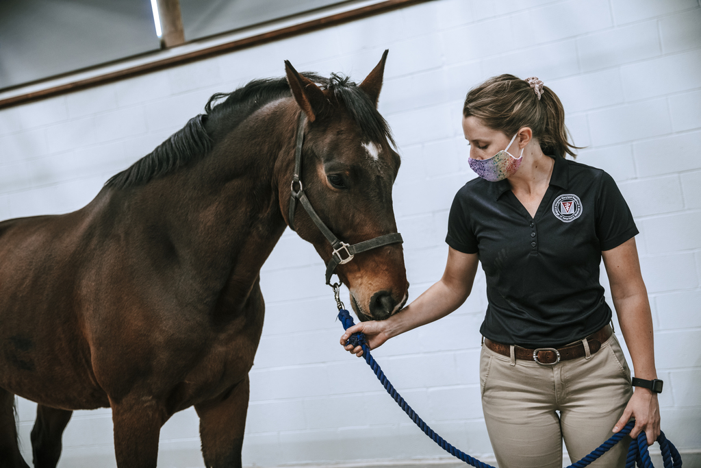 Equine Medical Center continues to provide premier, full-service equine care during COVID-19