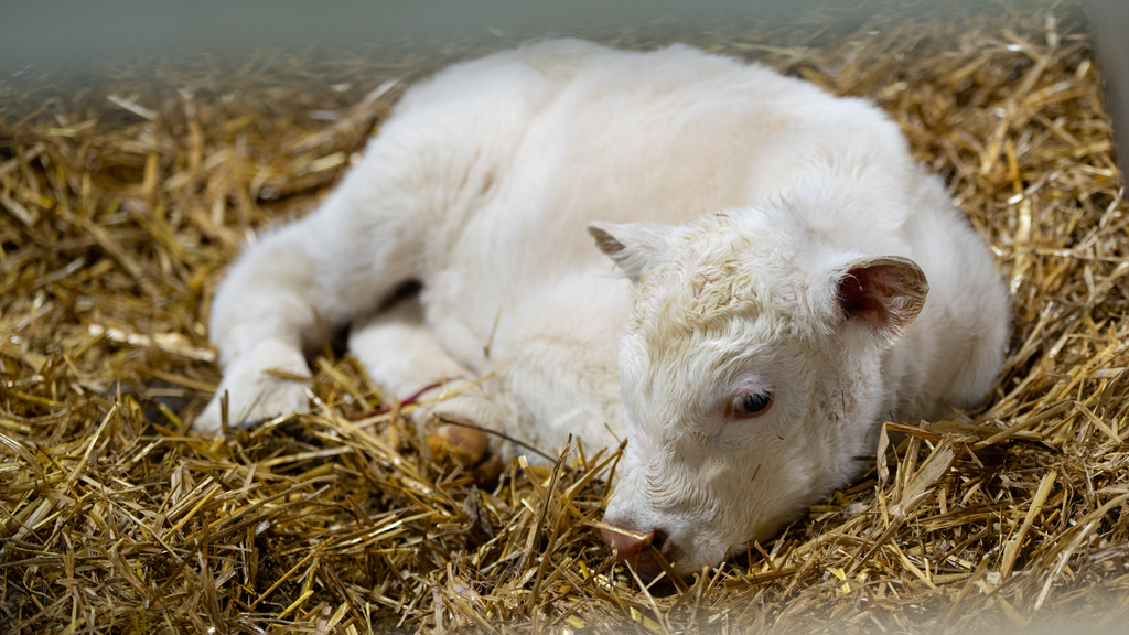 Caring for Virginia Tech's beef cattle