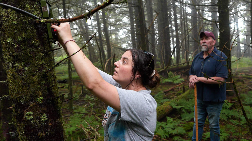 Preserving the ecosystem of flying squirrels in Appalachia