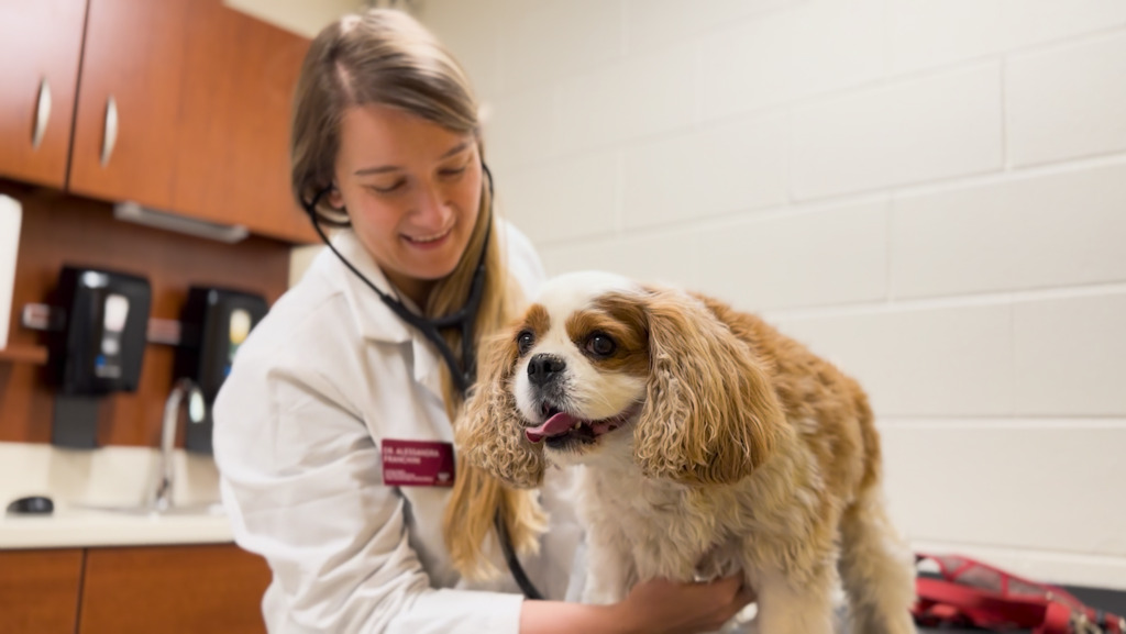 Routine checkup at veterinary hospital discovers serious heart condition in 8-year-old dog