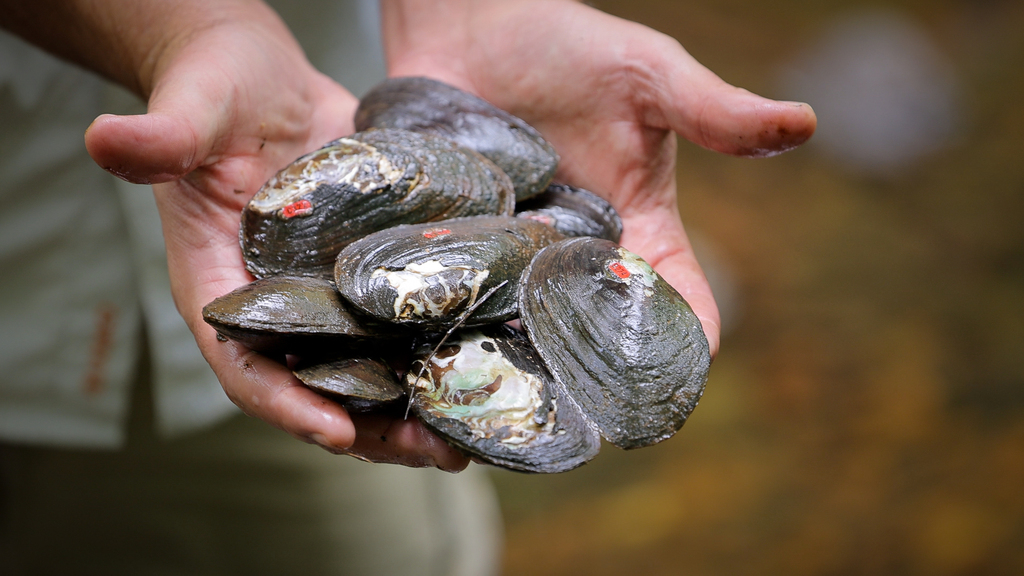 Restoring filter feeders in Potomac River tributaries