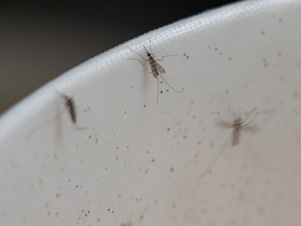 Mapping the genetic structure of mosquitos to better understand the spread of malaria and other infectious diseases