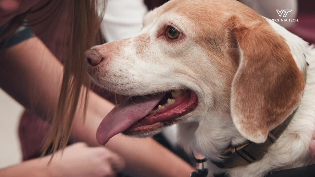 Barkley's journey to recovery - seven-year-old beagle gets new lease of life after Veterinary College rehab