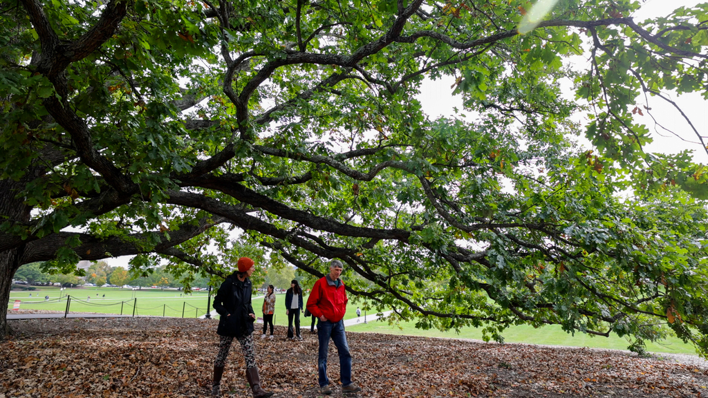 A hike through the history of campus trees