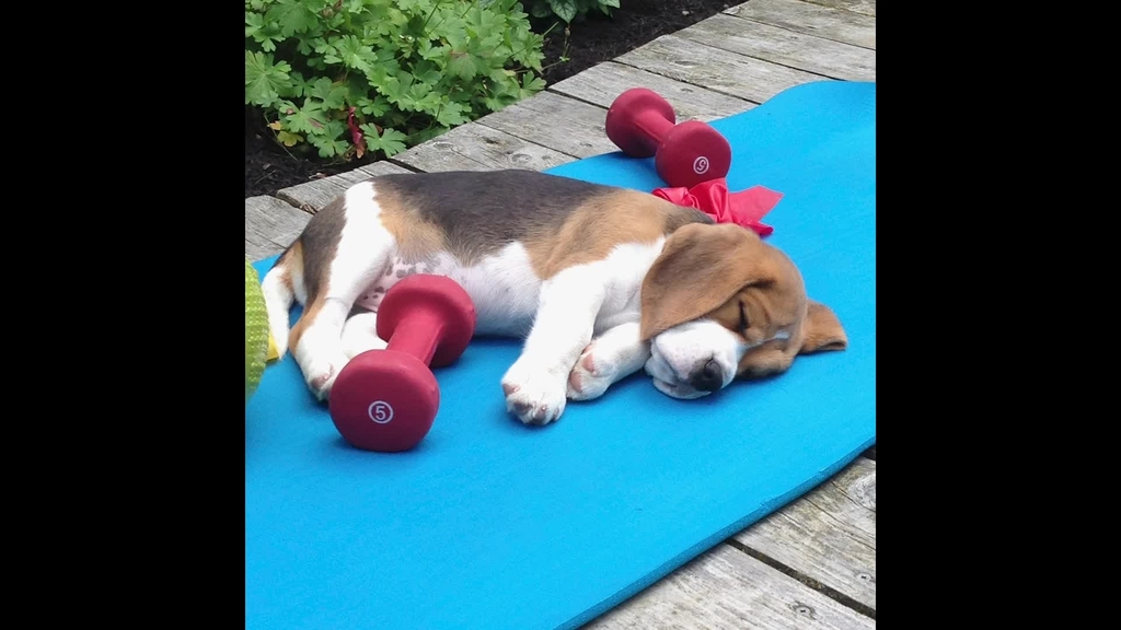 Pets 2021 Calendar Preview