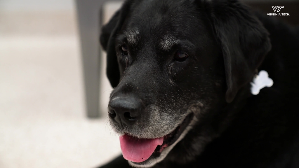 Improving mobility and quality of life for retired service dog