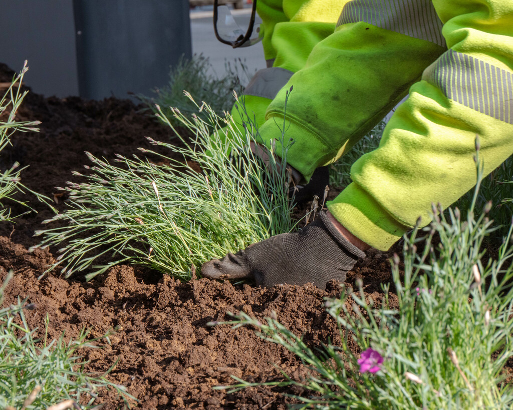 Behind the scenes: Planting on the Blacksburg campus