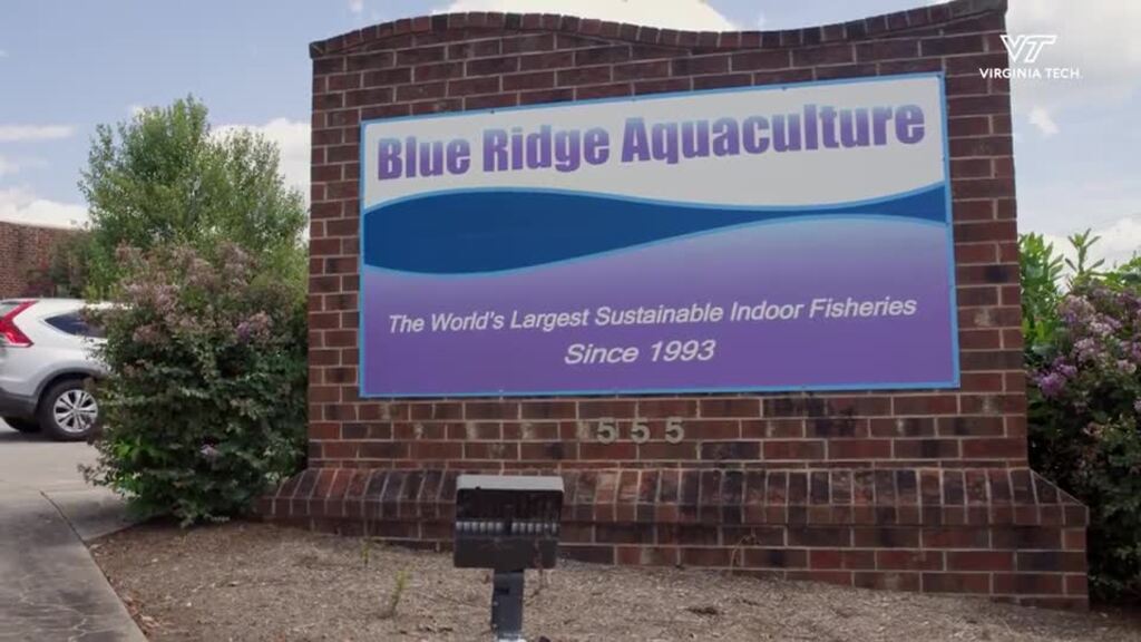 Inside the largest indoor tilapia facility in the USA: A vet student’s unique rotation experience
