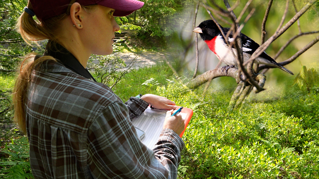 Listening to the ecology of birds