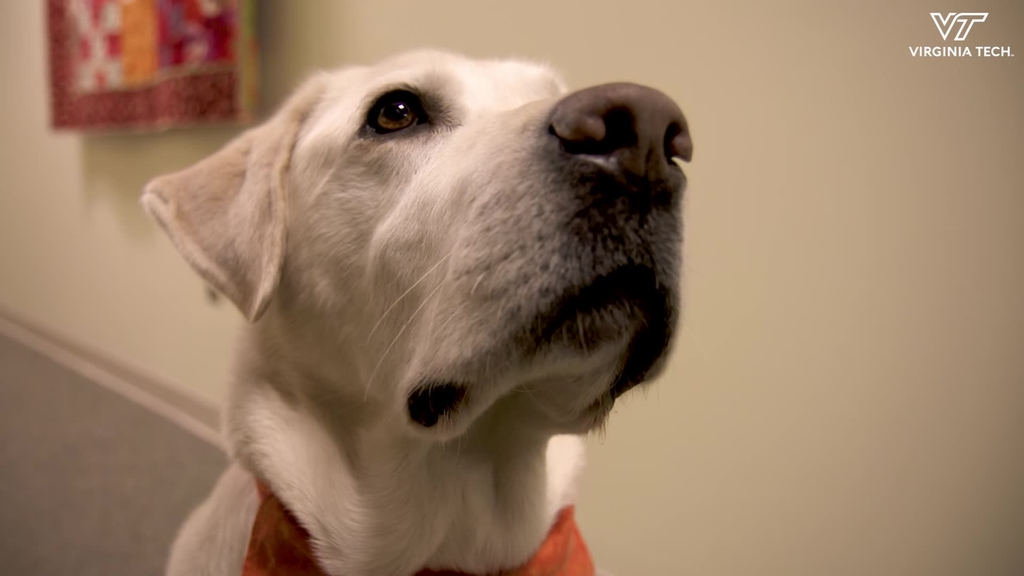 Moose the Therapy Dog named VVMA 2019 Animal Hero