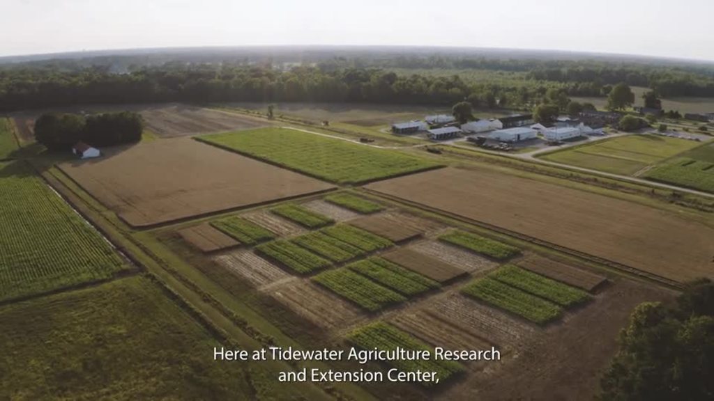 The Tidewater AREC focuses on row crops that help feed a growing global population